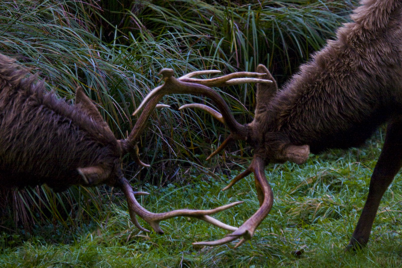 Elk Sparring